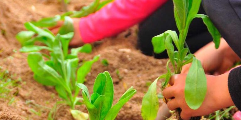 LaTroje-huertosEscolares-768×1029 (1)